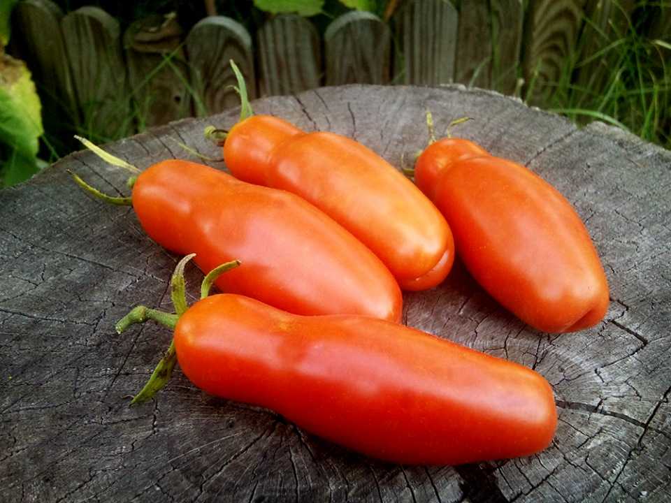 Лучшие сорта или виды помидоров на любой вкус и цвет