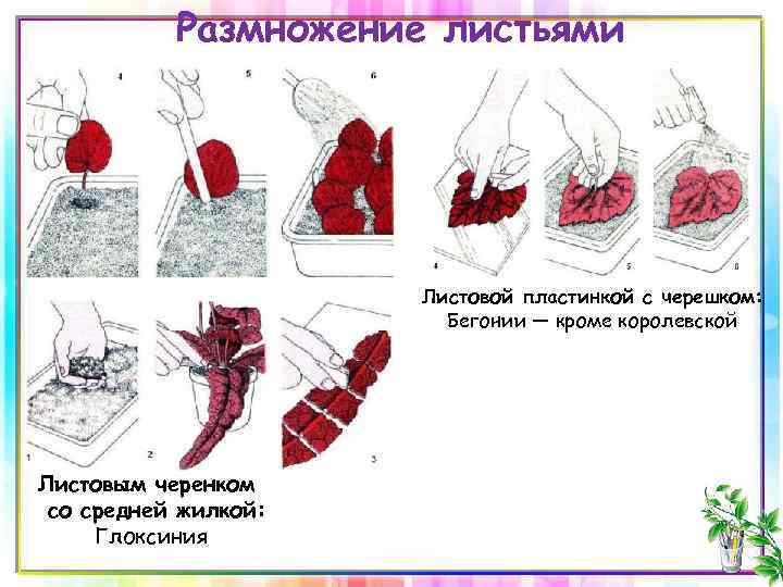 Размножение бегонии черенками в домашних условиях фото пошагово