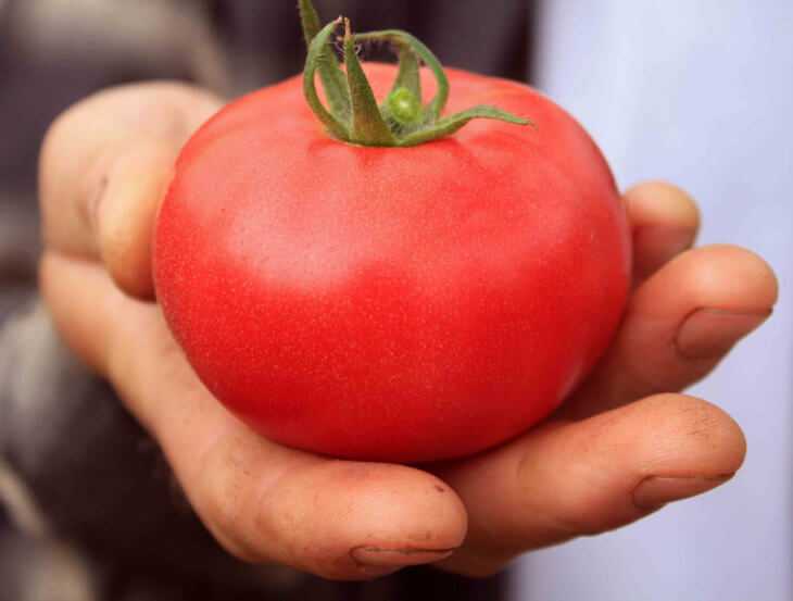Урожайность томата бобкат. Томат Бобкат f1. Бобкат f1 томат характеристика. Семена томат Бобкат f1. Помидоры Бобкат Голландии.