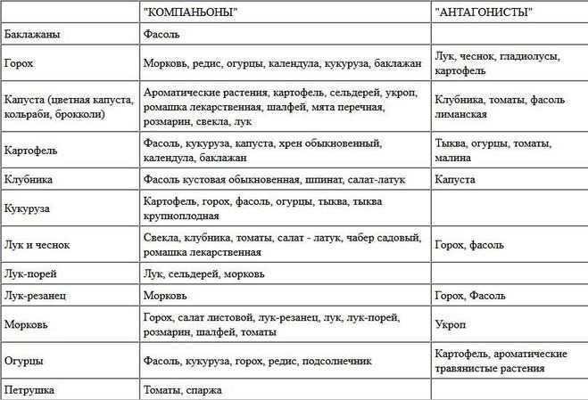 С кем дружит салат на грядке