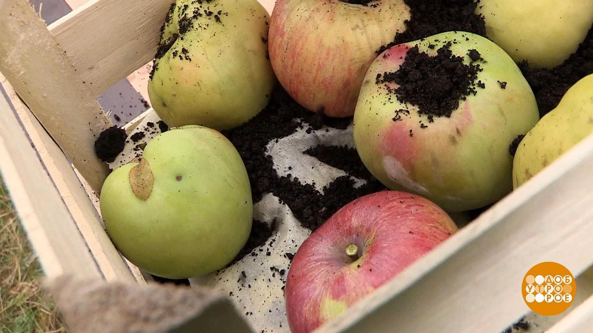 Как правильно сушить яблоки