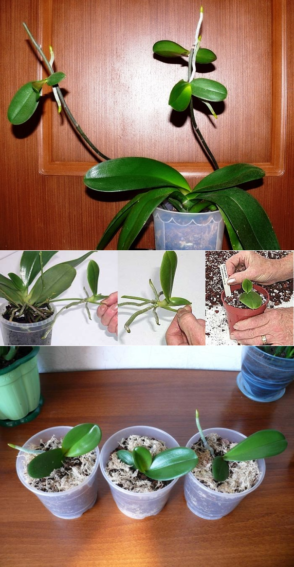 Узнайте все о детках орхидеи фаленопсиса: как выглядят, посадка и уход