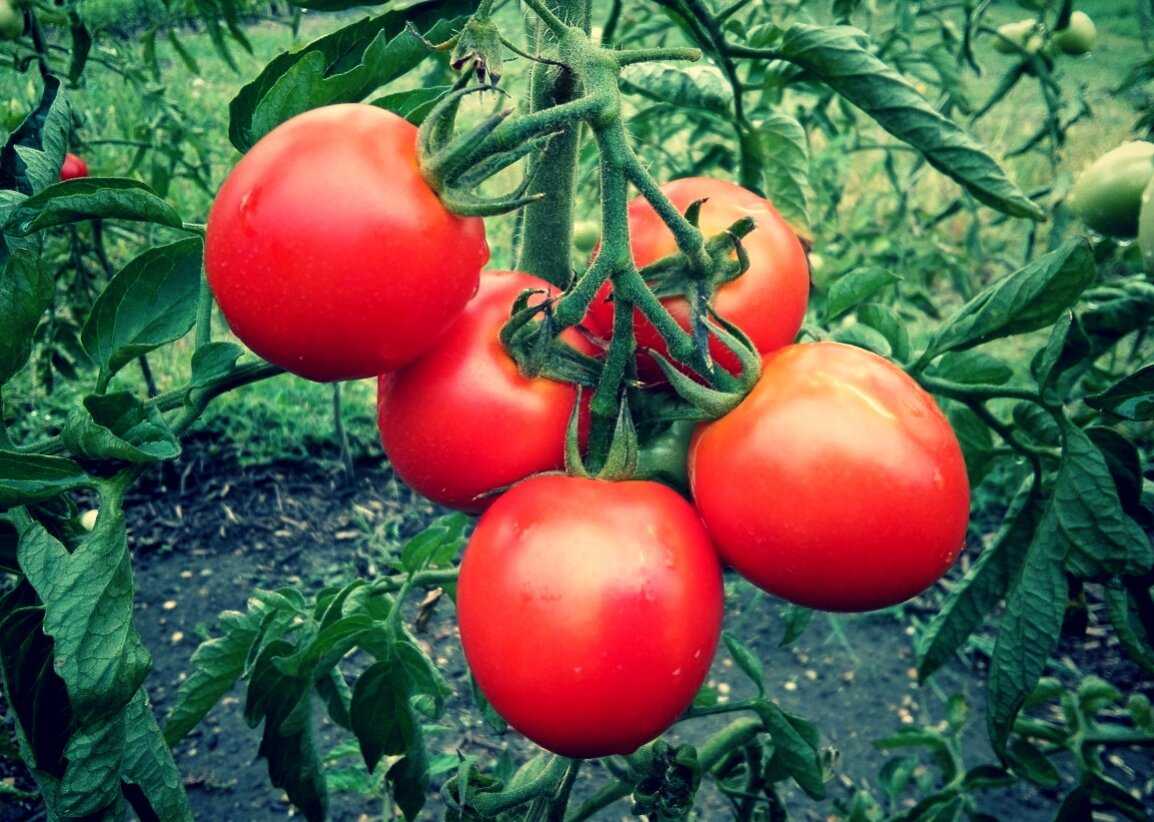 Куст помидора фото
