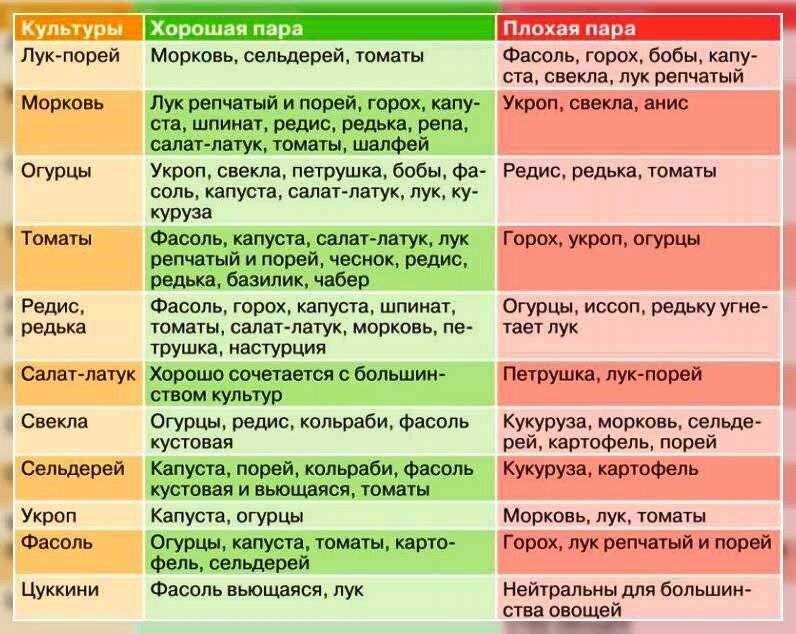 Совместимость с другими овощами: что можно посадить в теплице вместе с огурцами? с чем не ошибиться?