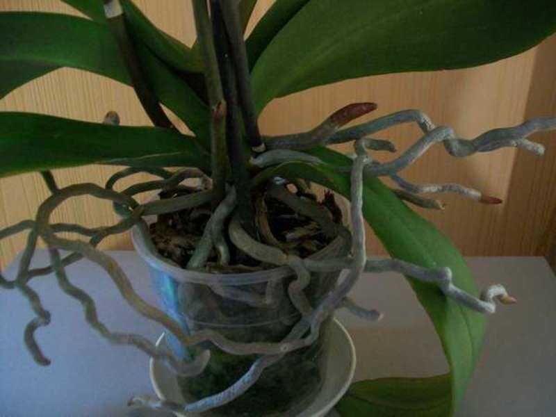 Обстригаем корни орхидеи. Орхидея корни вылезли. Орхидея с корнями наружу. Корни орхидеи фото.