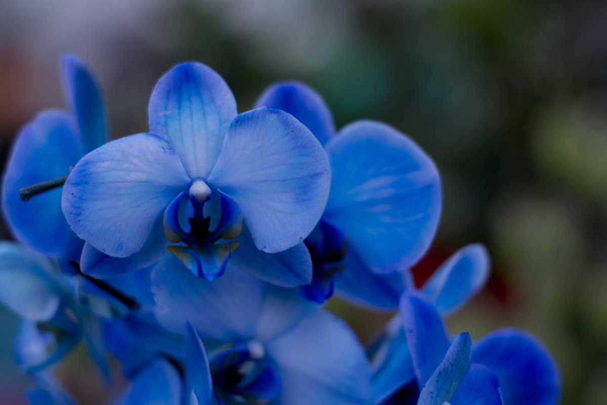 Тайская Орхидея синяя