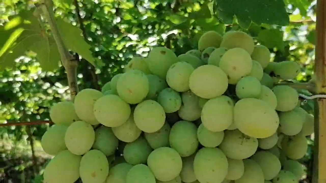 Виноград богатяновский: описание сорта и фото, характеристики и особенности ухода selo.guru — интернет портал о сельском хозяйстве
