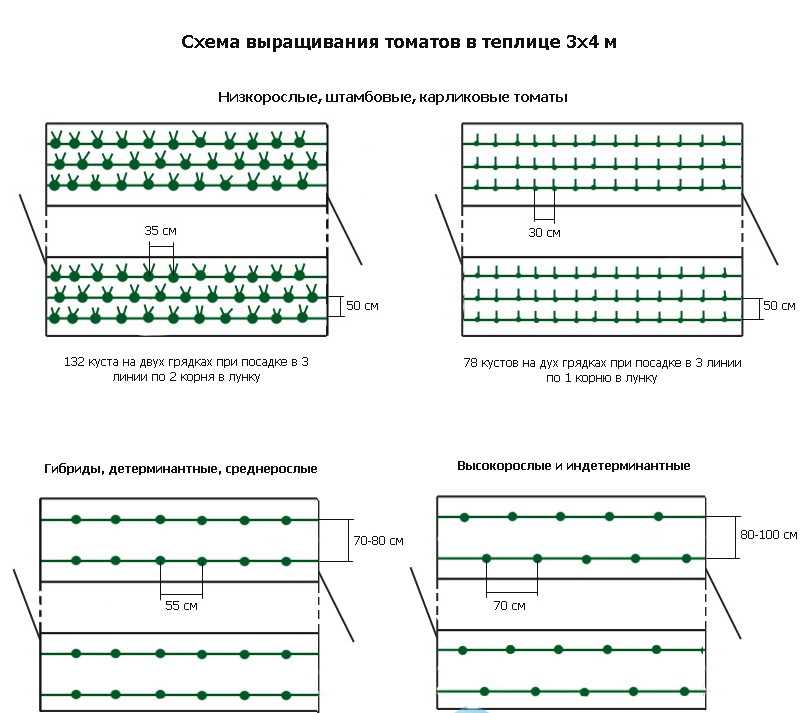 Выращивание помидоров в теплице