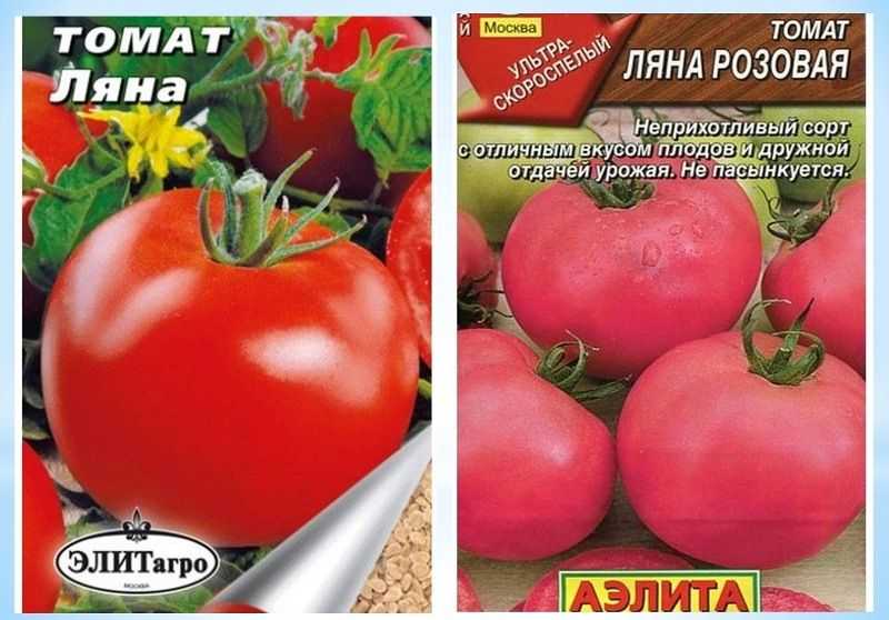 Томат ляна: характеристика и описание сорта, фото, отзывы, урожайность, особенности выращивания