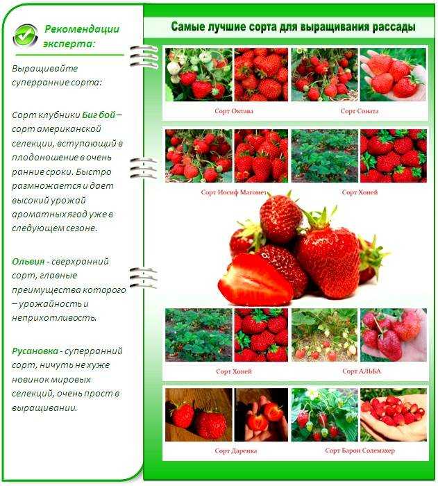 Клубника ламбада описание сорта фото отзывы садоводов