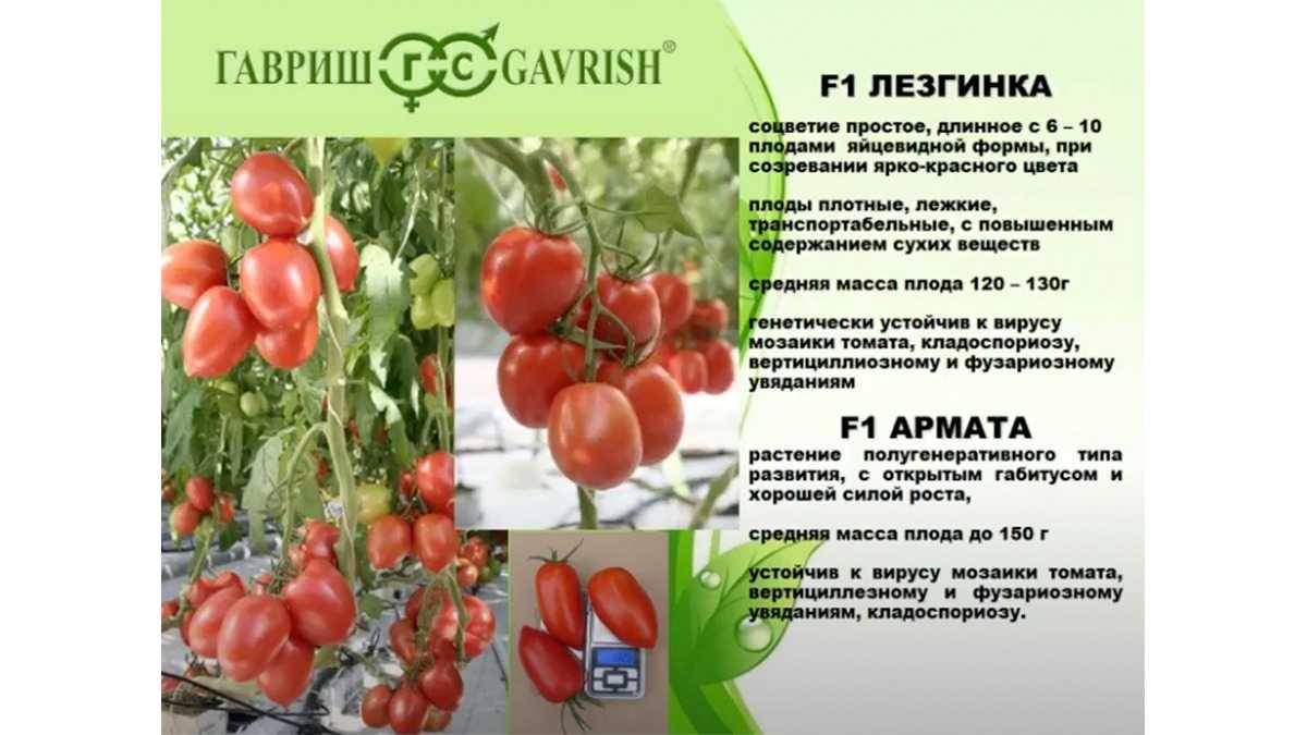 Лучшие индетерминантные сорта томатов для россии и ее регионов