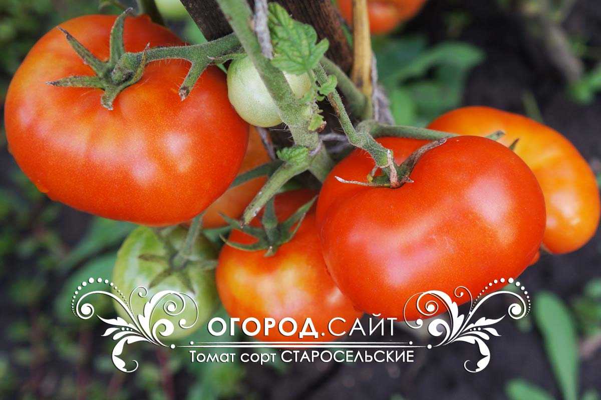 Каменск Уральский Купить Семена Помидор Сорт Старосельский