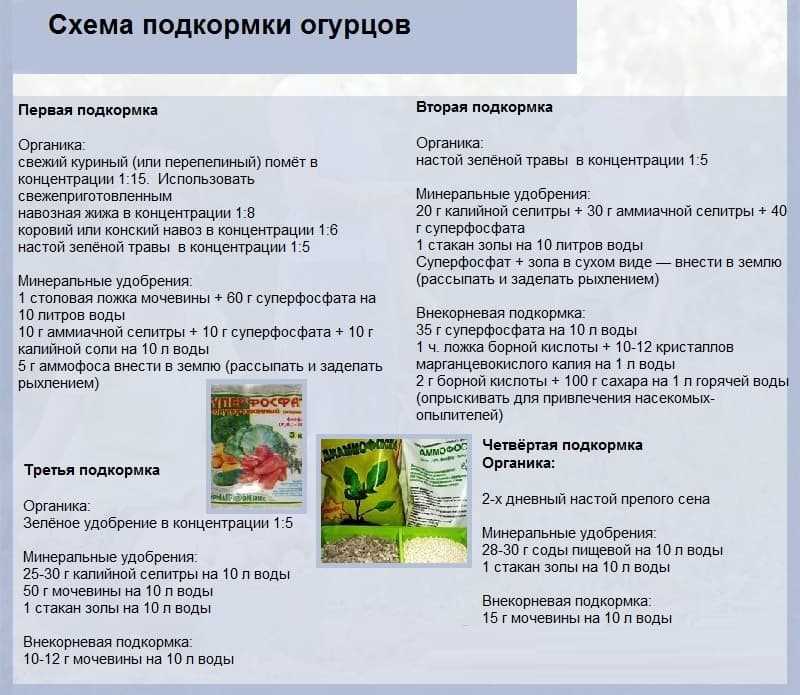 Чем подкармливать помидоры в теплице, чтобы был хороший урожай