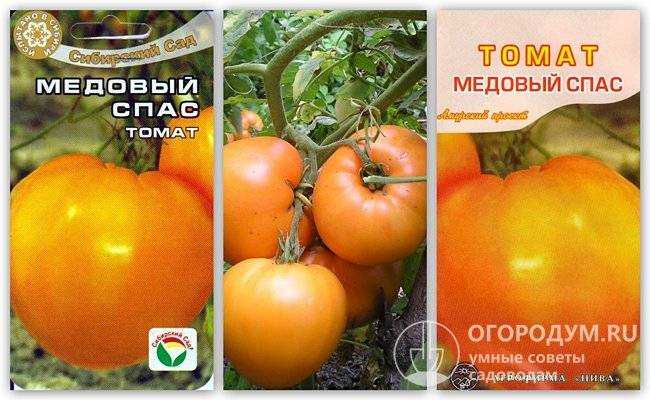 Томат медовый спас: описание, характеристика и отзывы о сорте