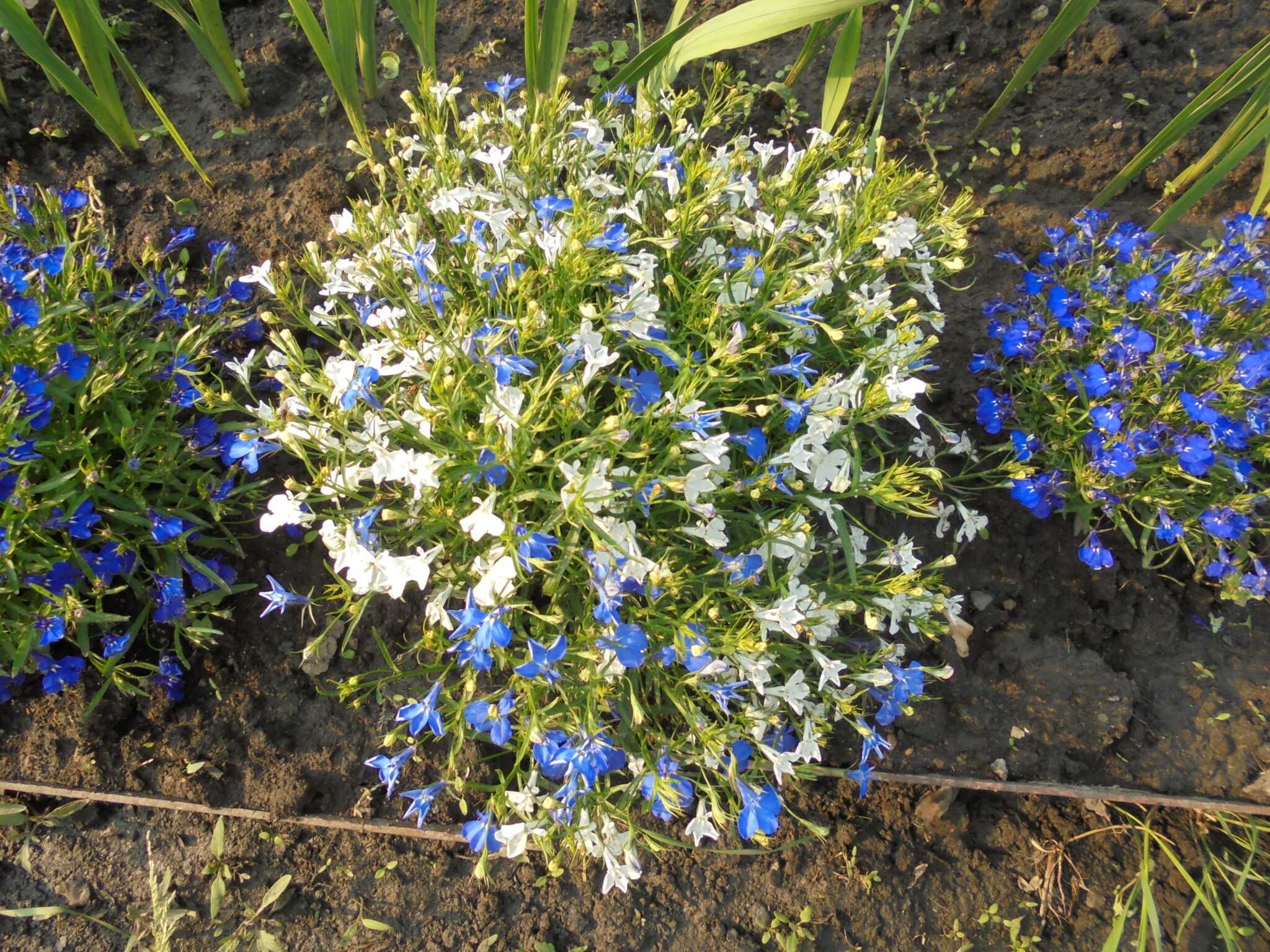 Цветок лобелия посадка и уход в саду фото