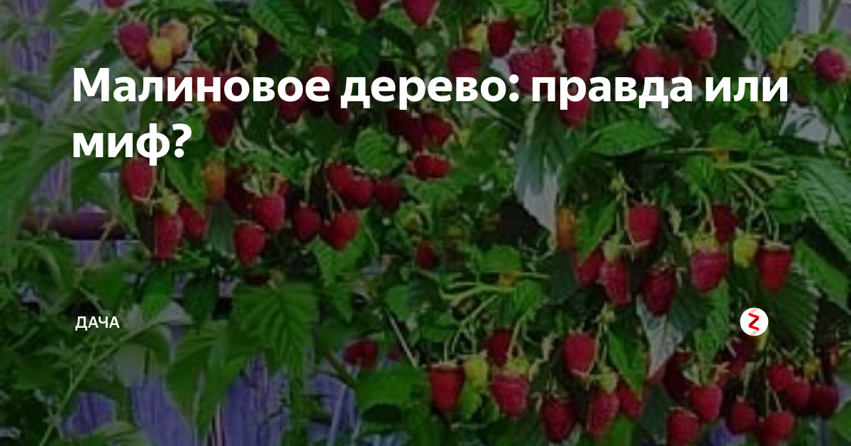 Малиновое Дерево Сказка Купить В Спб