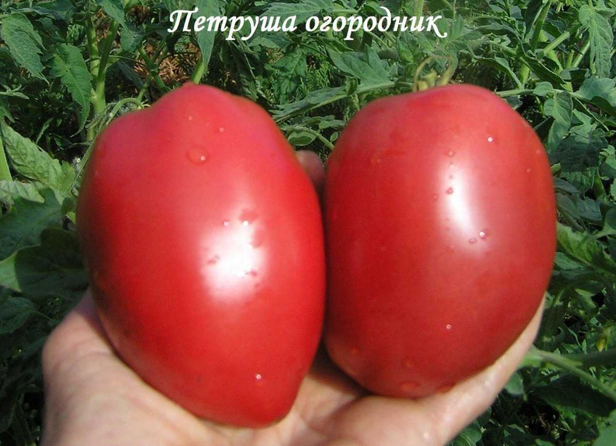 Томат петруша огородник: характеристика и описание сорта, фото, отзывы, урожайность