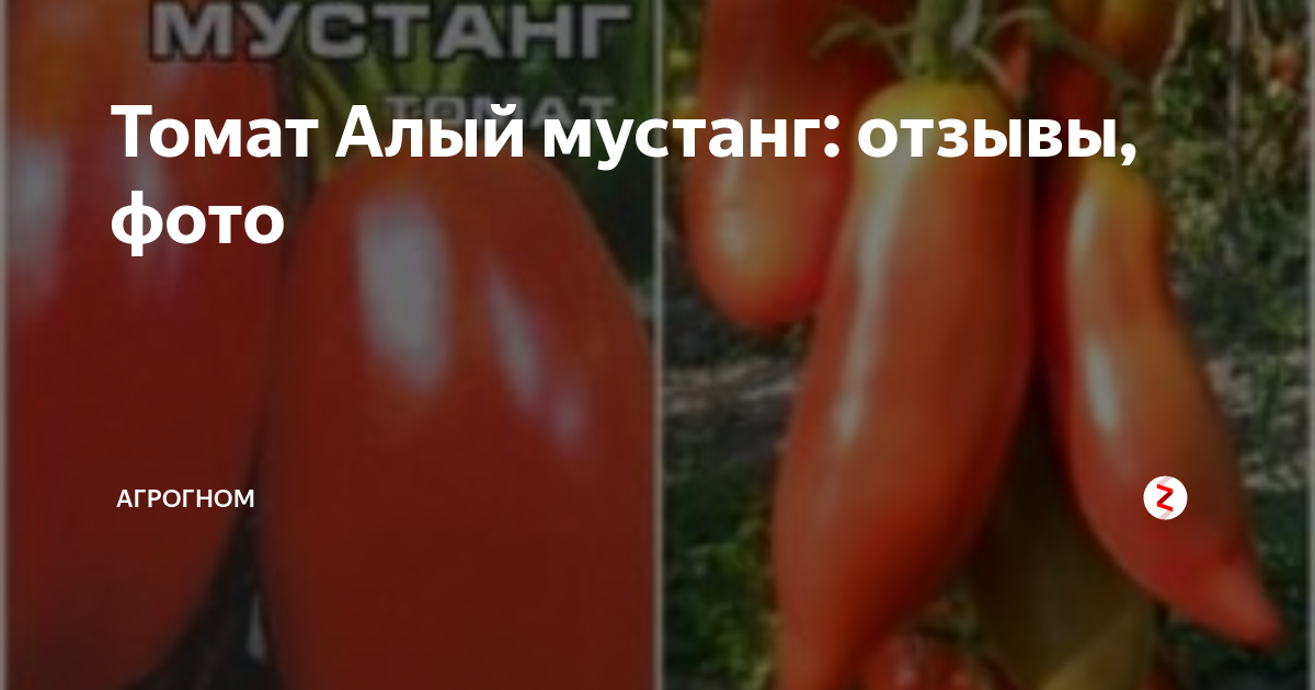 Томат алый мустанг: характеристика и описание сорта