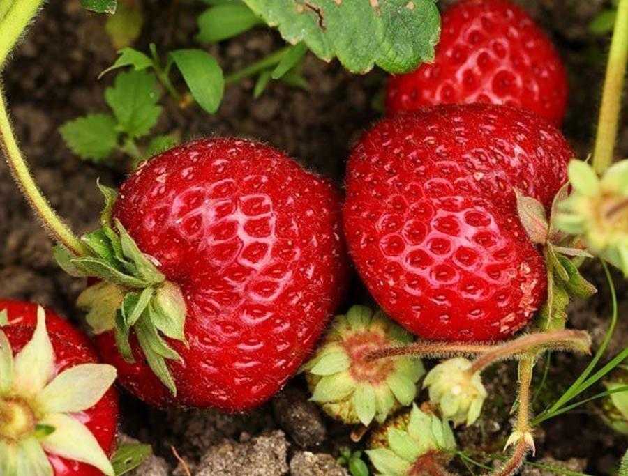 Клубника фестивальная картинки