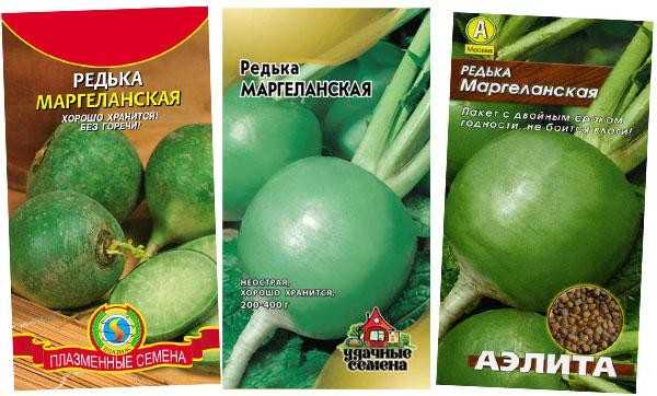 Сроки посадки маргеланской редьки, выращивание и уход в открытом грунте