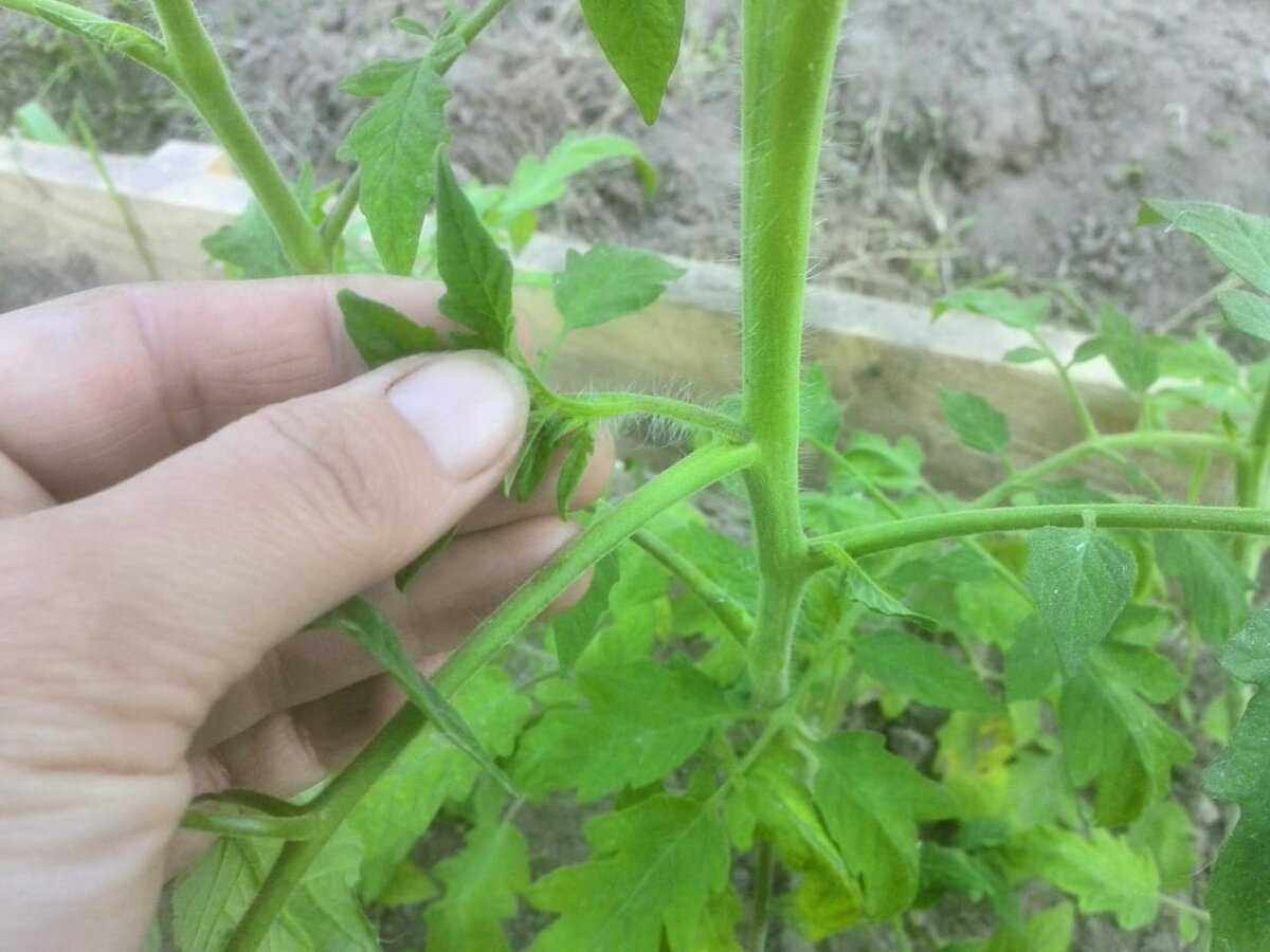 Пасынки на помидорах как удалять в теплице фото пошагово
