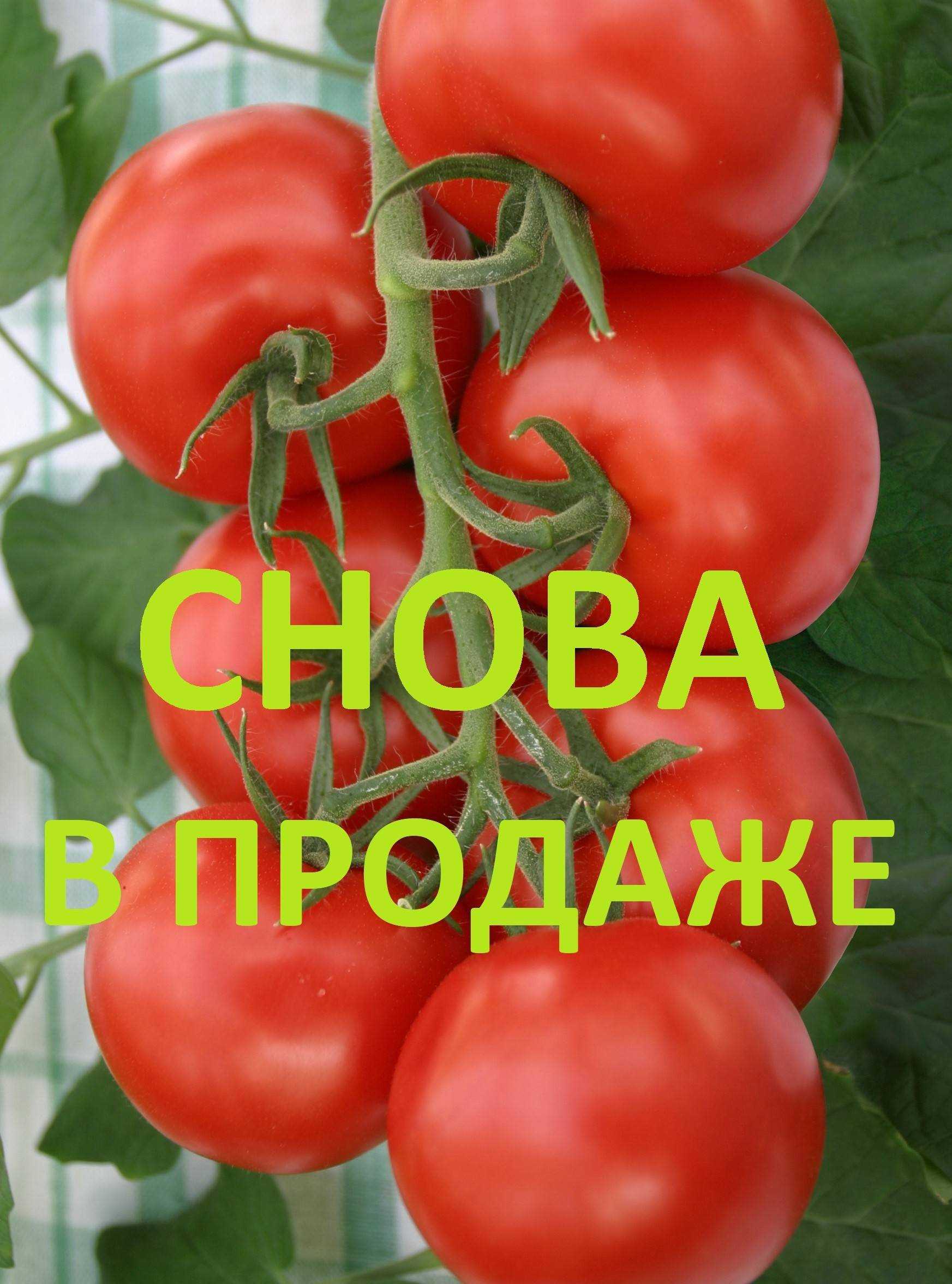 Томат "самара": характеристика и описание сорта, отзывы, фото