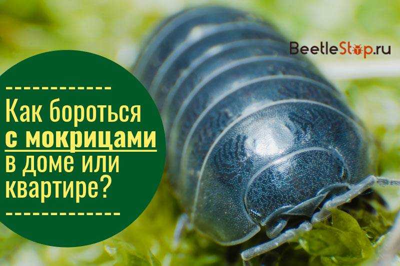 Как избавиться от мокриц в доме и квартире навсегда