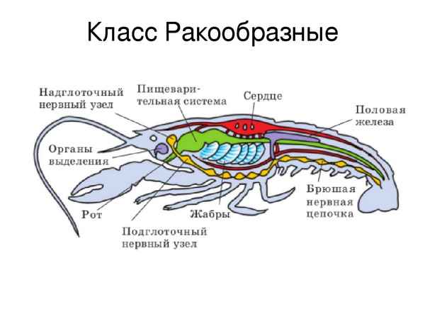Как избавиться от мокриц в доме и квартире навсегда