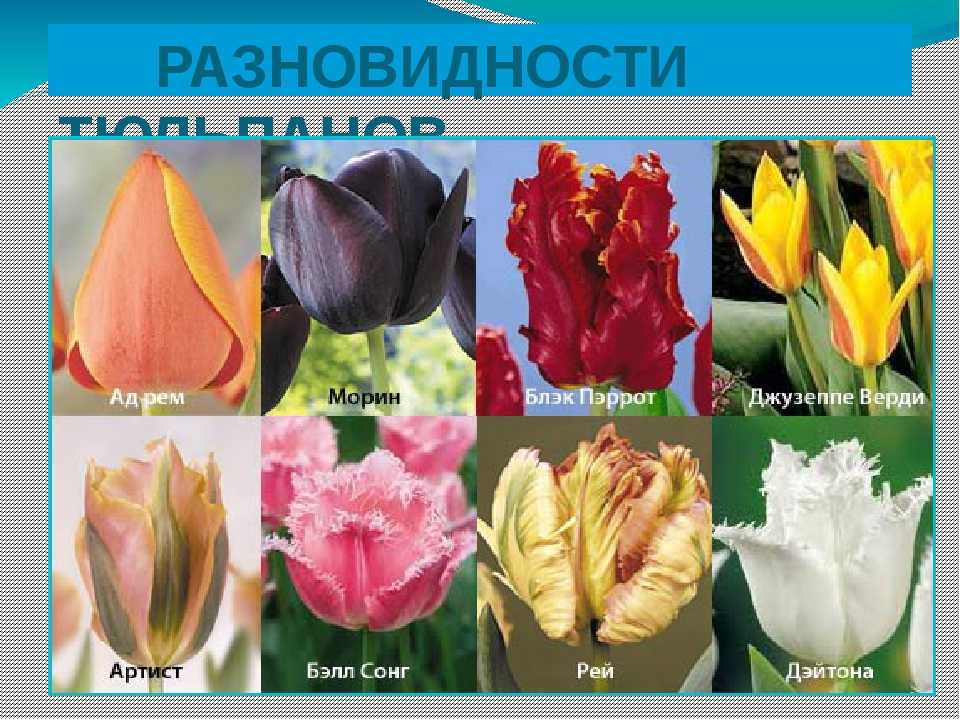 Тюльпаны разные сорта фото