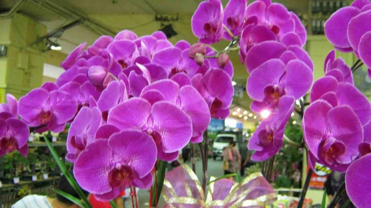 Как найти название орхидеи по фото