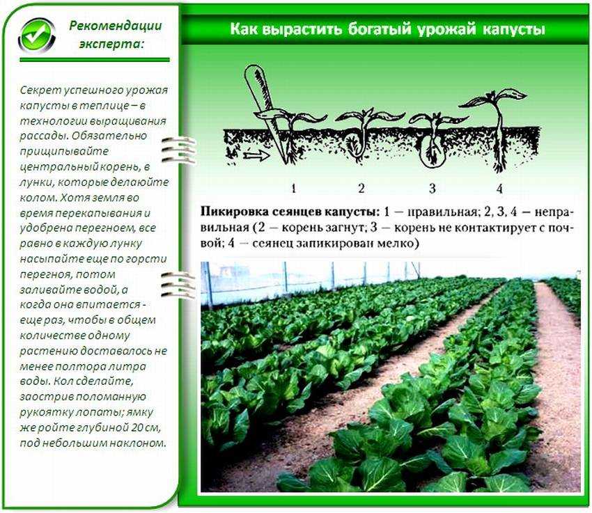 Схема посадки брокколи в открытый грунт рассадой