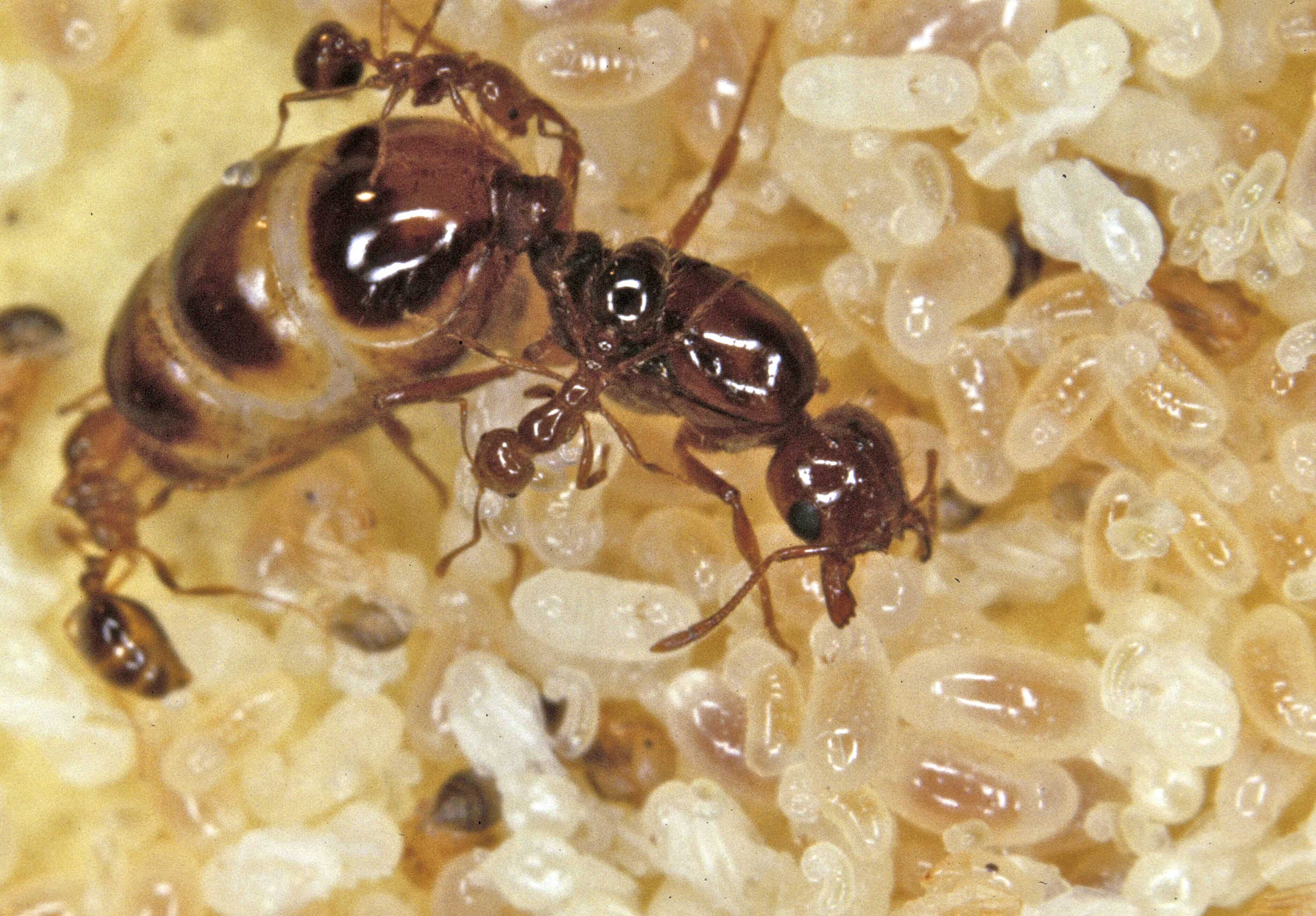 Королева муравьёв откладывает яйца