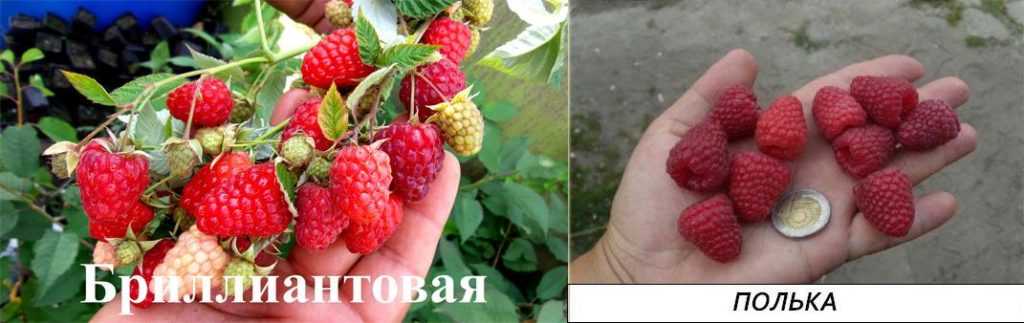 Малина полка: отзывы, фото урожая, описание и характеристика сорта, особенности выращивания и ухода