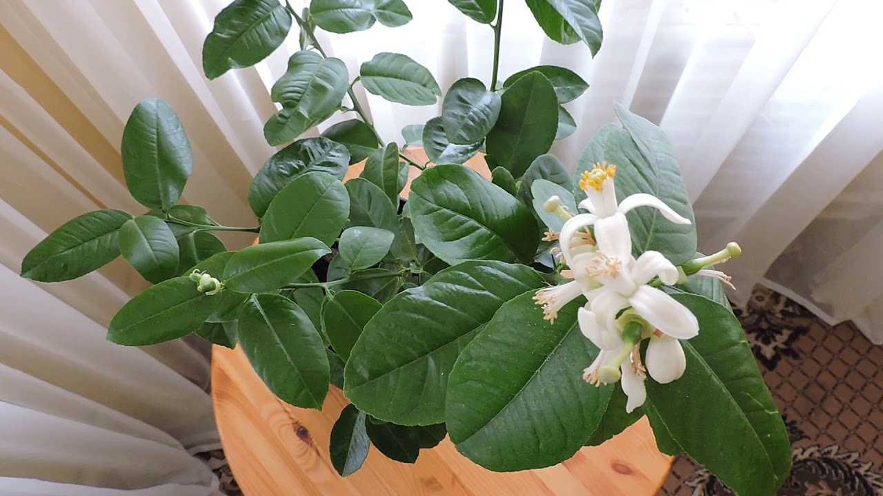 Лимонное дерево: уход в домашних условиях, как ухаживать