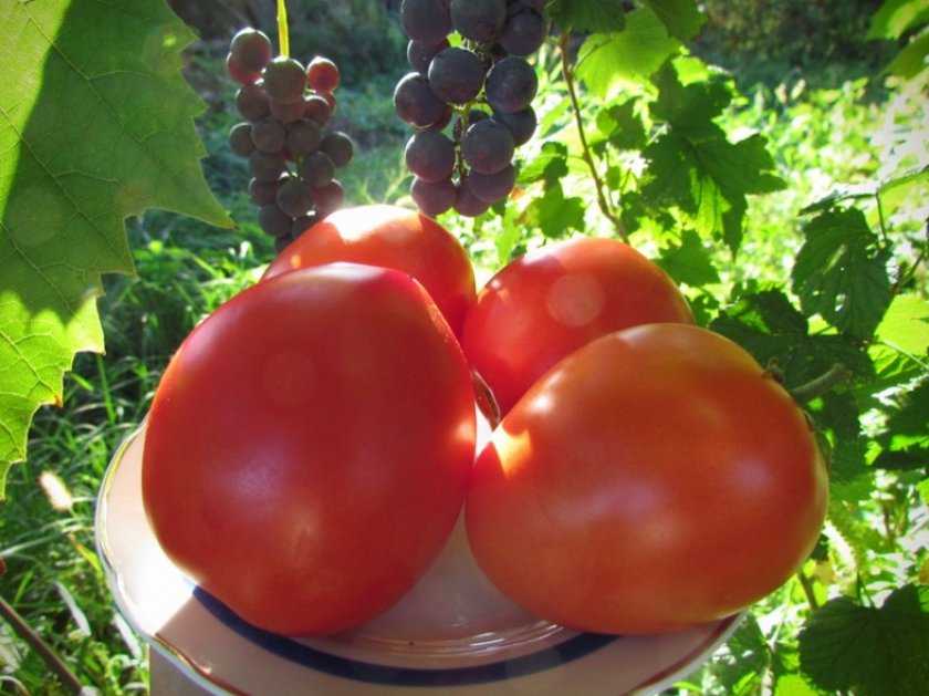 Лорд помидоры описание сорта фото