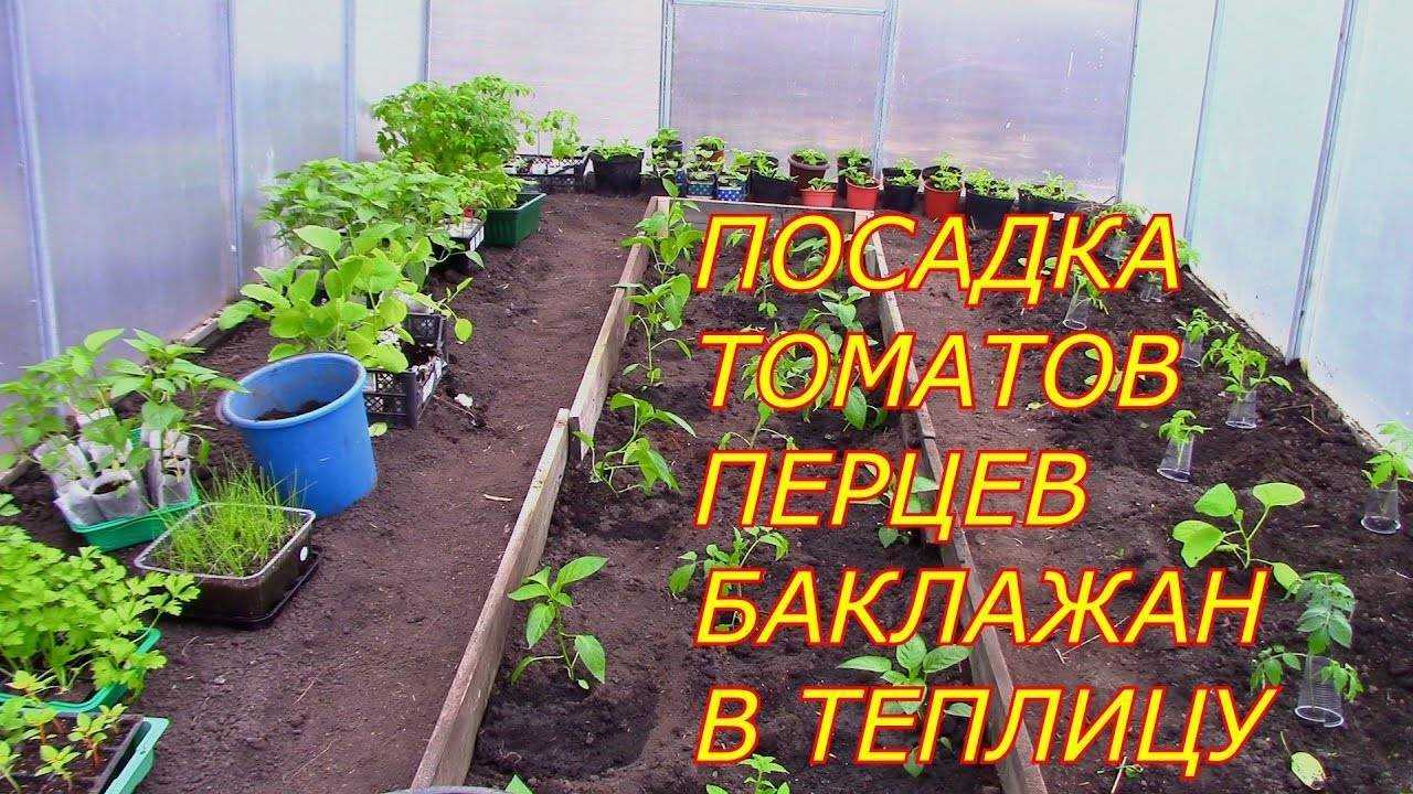 Схема посадки перца и баклажан в теплице