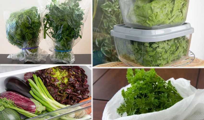 Укроп в холодильнике. Холодильник для зелени. Для хранения свежей зелени. Хранение свежей зелени в холодильнике. Заморозка зелени и овощей.