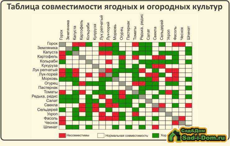 Правильное соседство овощей на грядке схема