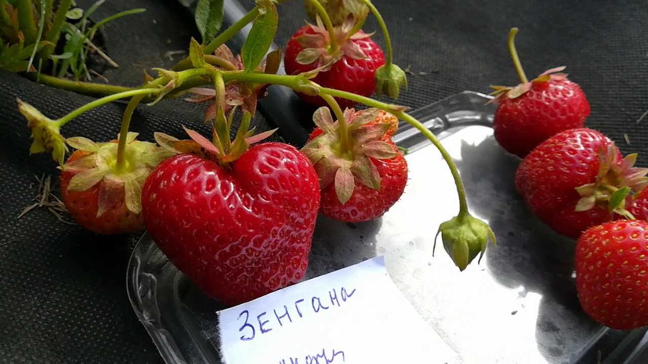 Сорт клубники «флоренс»‎ — особенности выращивания и ухода за неприхотливой ягодой