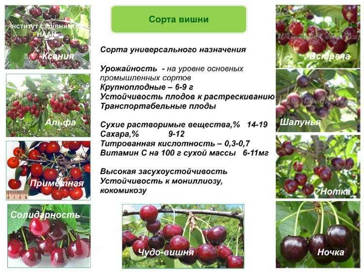 Ревна черешня: описание и характеристика сорта, отзывы