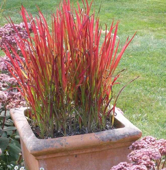 Ипомея: описание, сорта, посадка, уход | 50 фото+отзывы