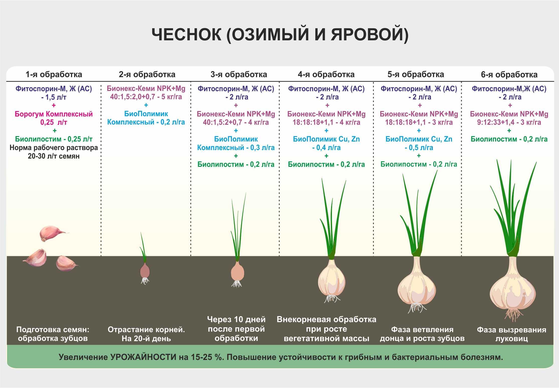 Когда убирать капусту с грядки на хранение в 2021 году по лунному календарю