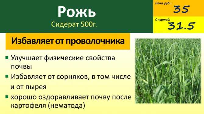Рожь как сидерат - посев под зиму в теплицу или открытый грунт Польза выращивания ржи на приусадебном участке, технология посева и выращивания Видео с советами по использованию сидератов для улучшения качества почвы