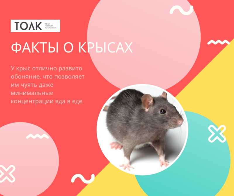 Грызуны вредители огородов: фото и названия