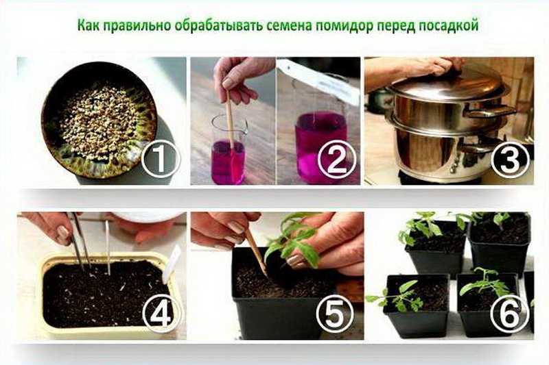 Схема посадки семян томатов на рассаду