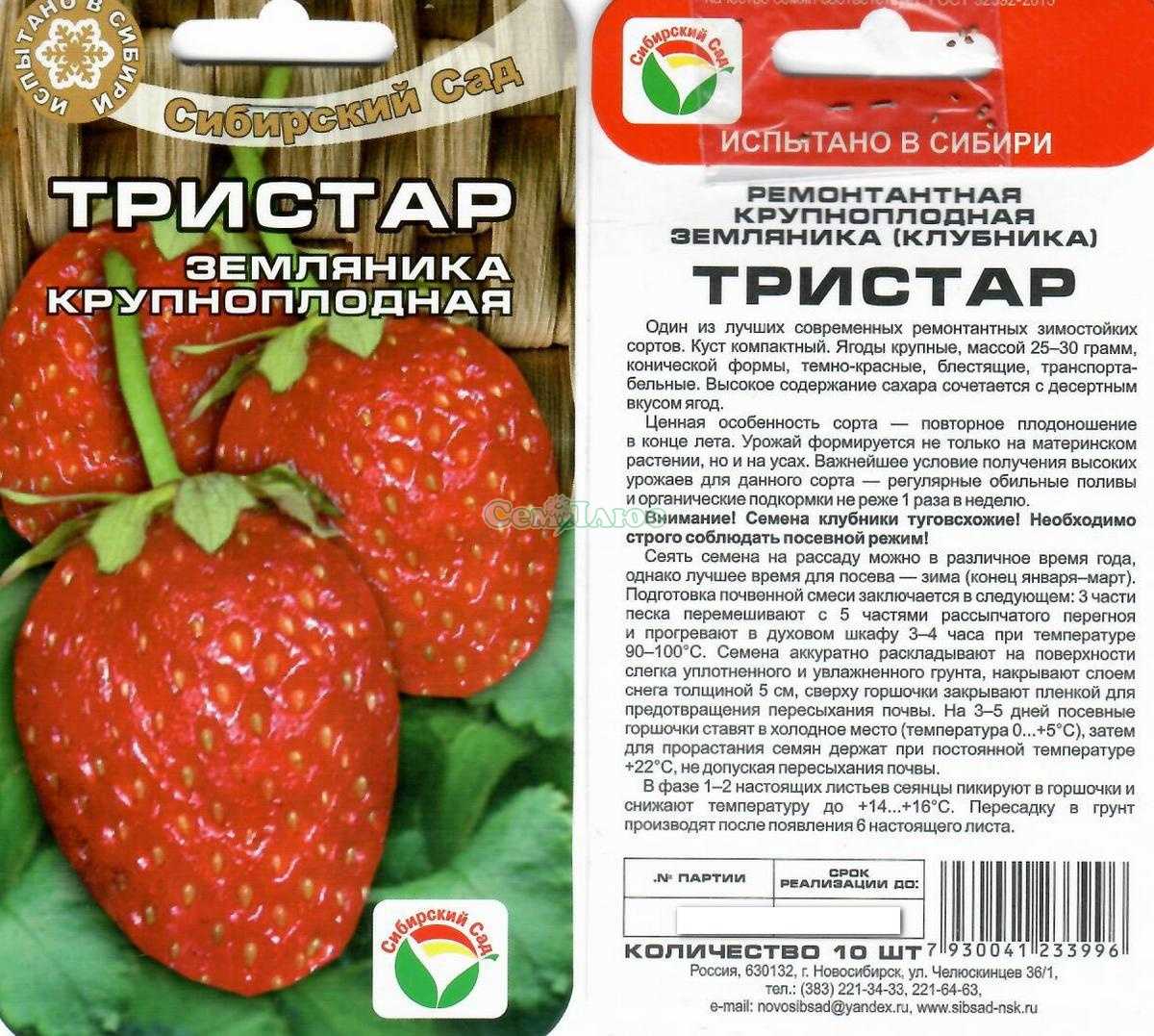 Ремонтантные сорта клубники: крупноплодные и мелкоплодные, а также описание популярных отечественных видов