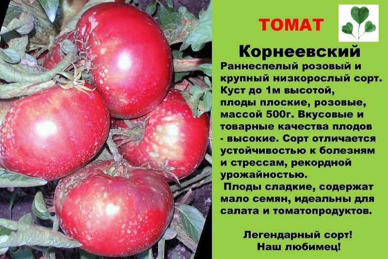 Вкусные помидоры сорта Корнеевский Розовый - прекрасный выбор для огородника-любителя Рекомендовано выращивание в теплицах, но возможны эксперименты с открытым грунтом Описание и характеристики томата, урожайность и устойчивость к болезням, фото-материалы