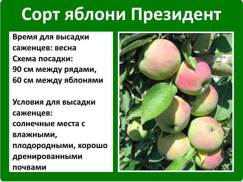 Тонкости выращивания колоновидной яблони сорта Президент: правила посадки и ухода за деревом, лечение и профилактика болезней, вредителей Отзывы садоводов
