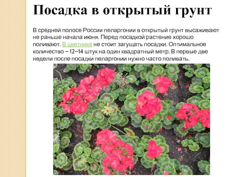 Герань розанна: история возникновения, описание популярных сортов с фото, посадка и уход, а также размножение, болезни и вредители selo.guru — интернет портал о сельском хозяйстве