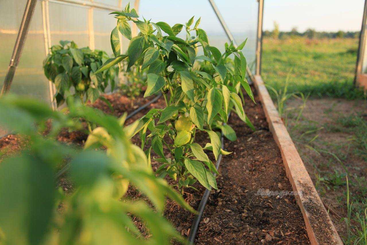 Эффективное выращивание перца в теплице: посадка и уход